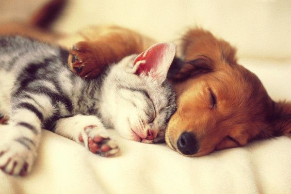 Comfy Naps