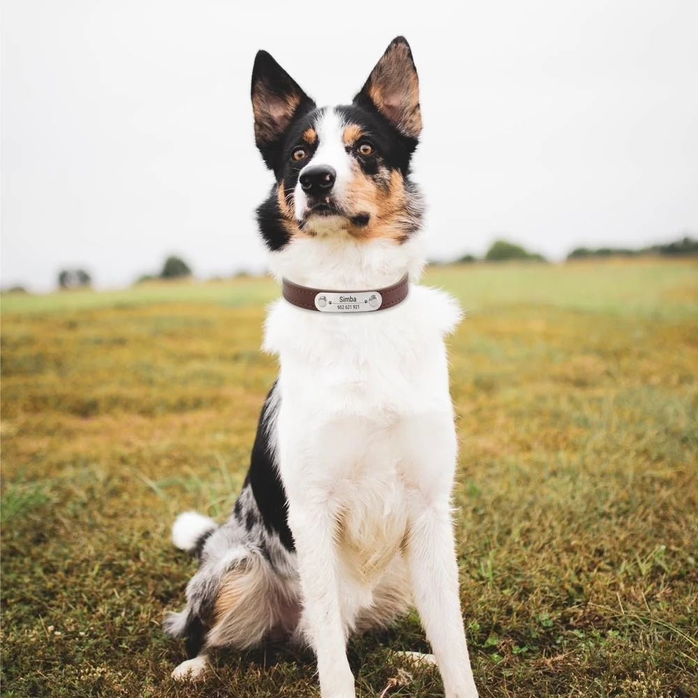 BoopTag ID Collar - Animal & Pet Supplies - Boopawdoo
