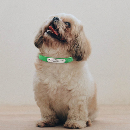 BoopTag ID Collar - Animal & Pet Supplies - Boopawdoo